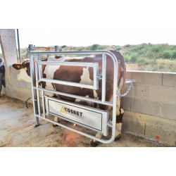 Caesarean and insemination stall Caesarean and insemination stall