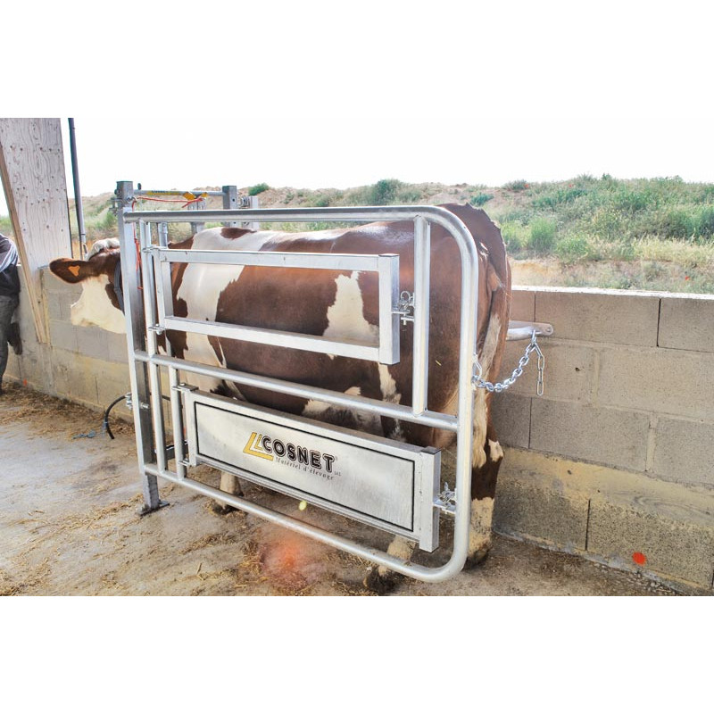 Caesarean and insemination stall Caesarean and insemination stall