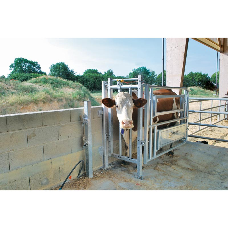 Caesarean and insemination stall Caesarean and insemination stall