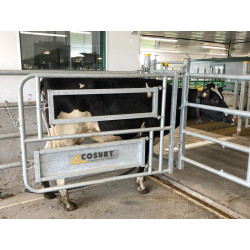 Caesarean and insemination stall Caesarean and insemination stall