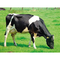 On-feet cubicle to embed