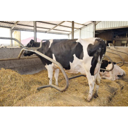 Ø 49 mm curved wither bar for cubicles Ø 49 mm curved wither bar for cubicles