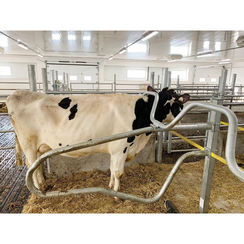 Ø 49 mm curved wither bar for cubicles Ø 49 mm curved wither bar for cubicles