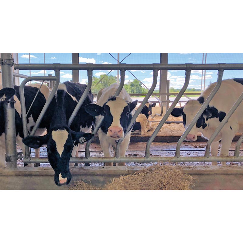 Ø 42 mm diagonal neck bar with Ø 60 mm clamps Ø 42 mm diagonal neck bar with Ø 60 mm clamps