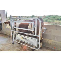 Caesarean and insemination stall Caesarean and insemination stall