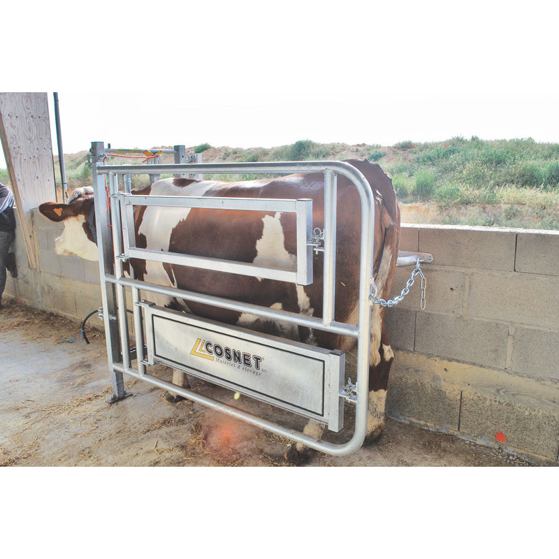 Caesarean and insemination stall Caesarean and insemination stall