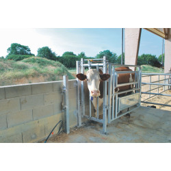 Caesarean and insemination stall Caesarean and insemination stall
