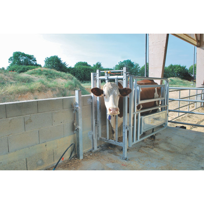 Caesarean and insemination stall Caesarean and insemination stall