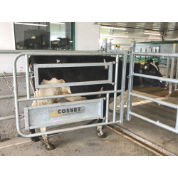 Caesarean and insemination stall Caesarean and insemination stall