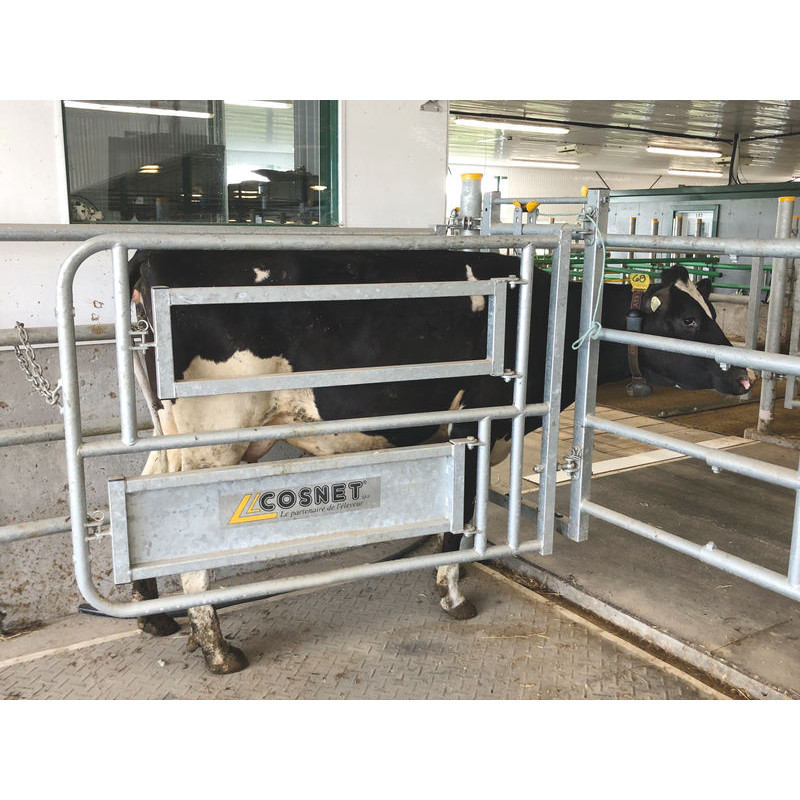 Caesarean and insemination stall Caesarean and insemination stall